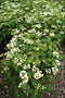 Viburnum - 'Summer Snowflake'