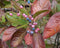 Viburnum - 'Winterthur' Witherod Viburnum