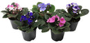 African Violets - Assorted Colors