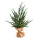 15-24" Austrian Pine Tree