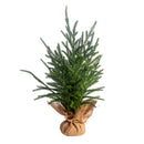 18" Austrian Pine Tree