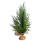 15-24" Austrian Pine Tree