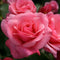 Rose - Easy Elegance ‘Grandmas Blessing' Shrub Rose