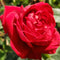 Rose - Easy Elegance 'Kashmir' Shrub Rose