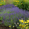 Lavandula - ‘Hidcote Blue' English Lavender