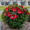 Hibiscus Perennial - ‘Valentine's Crush' Summerific® Rose Mallow