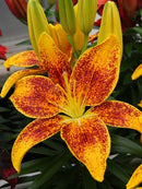 Lilium - 'Tiny Parrot' Asiatic Lily