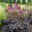 Astilbe - ‘Dark Side of the Moon' False Spiraea