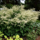Aruncus - 'Misty Lace' Goat's Beard