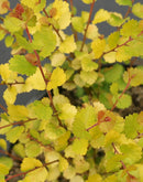 Betula - 'Cesky Gold®' Dwarf Birch