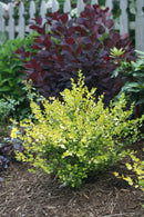 Betula - 'Cesky Gold®' Dwarf Birch