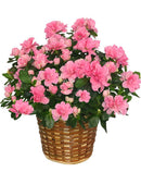 Azalea Spring Potted Basket