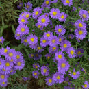 Aster - 'Kickin Lilac Blue'