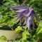 Clematis - 'Sparky® Blue' Clematis