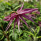 Clematis - 'Sparky® Purple' Clematis