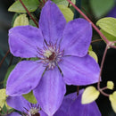 Clematis - ‘Elsa Spath' Clematis