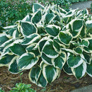 Hosta - 'Minuteman'