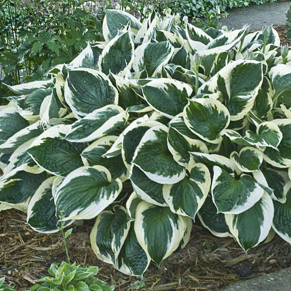 Hosta - 'Minuteman'