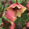 Helleborus - ‘Sandy Shores' HONEYMOON® Lenten Rose