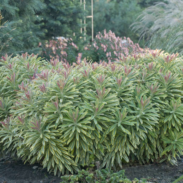 Euphorbia - 'Ascot Rainbow' Spurge