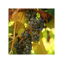 Grape - 'Concord Seedless'