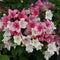 Weigela - 'Czechmark Trilogy®'