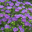 Stokesia - 'Peachie's Pick' Stokes' Aster