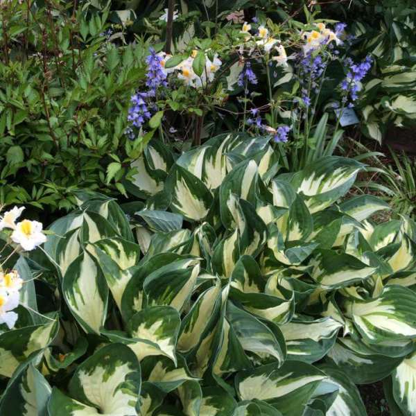 Hosta - 'Fire & Ice'