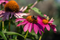 Echinacea - 'PollyNation™ Magenta' Coneflower
