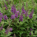 Buddleia - 'Chrysalis Blue' Butterfly Bush