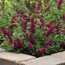 Buddleia - 'Chrysalis Cranberry' Butterfly Bush