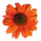 Echinacea - 'PollyNation™ Orange Red' Coneflower