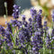 Lavandula - 'Chill Out Blue' English Lavender