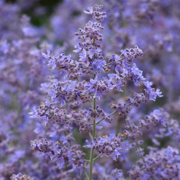 Perovskia - 'Bluesette' Russian Sage