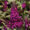 Buddleia - 'Chrysalis Cranberry' Butterfly Bush