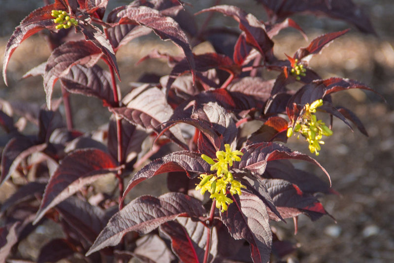 Diervilla - 'Firefly™ Nightglow™ Bush Honeysuckle