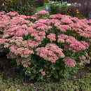 Sedum - 'Autumn Joy' Stonecrop