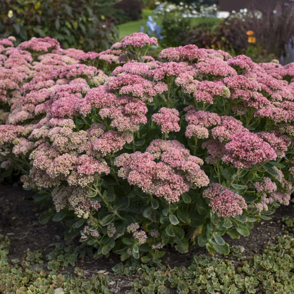 Sedum - 'Autumn Joy' Stonecrop