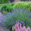 Lavandula - 'Phenomenial®' English Lavender