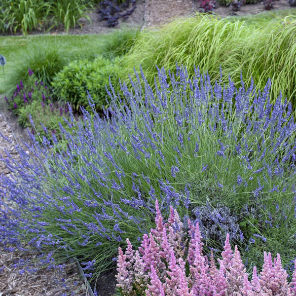 Lavandula - 'Phenomenial®' English Lavender