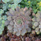 Sempervivum - ‘Pacific Blue Ice’ Hen and Chicks