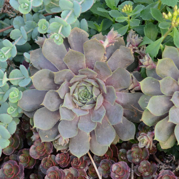 Sempervivum - ‘Pacific Blue Ice’ Hen and Chicks