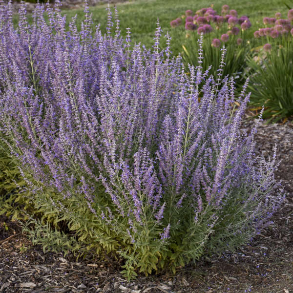 Perovskia - 'Sage Advice' Russian Sage