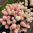 Hydrangea - 'Fire Light Tidbit' Panicle Hydrangea