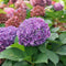 Hydrangea - 'Let's Dance ¡Arriba!' Big Leaf Hydrangea