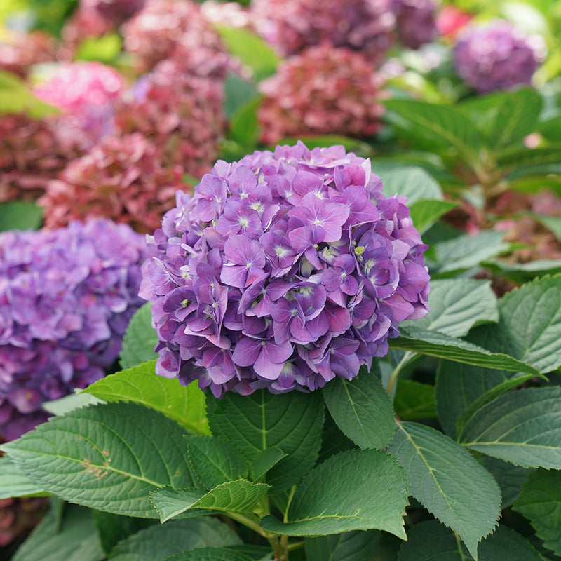 Hydrangea - 'Let's Dance ¡Arriba!' Big Leaf Hydrangea