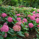 Hydrangea - 'Let's Dance ¡Arriba!' Big Leaf Hydrangea