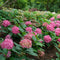 Hydrangea - 'Let's Dance ¡Arriba!' Big Leaf Hydrangea