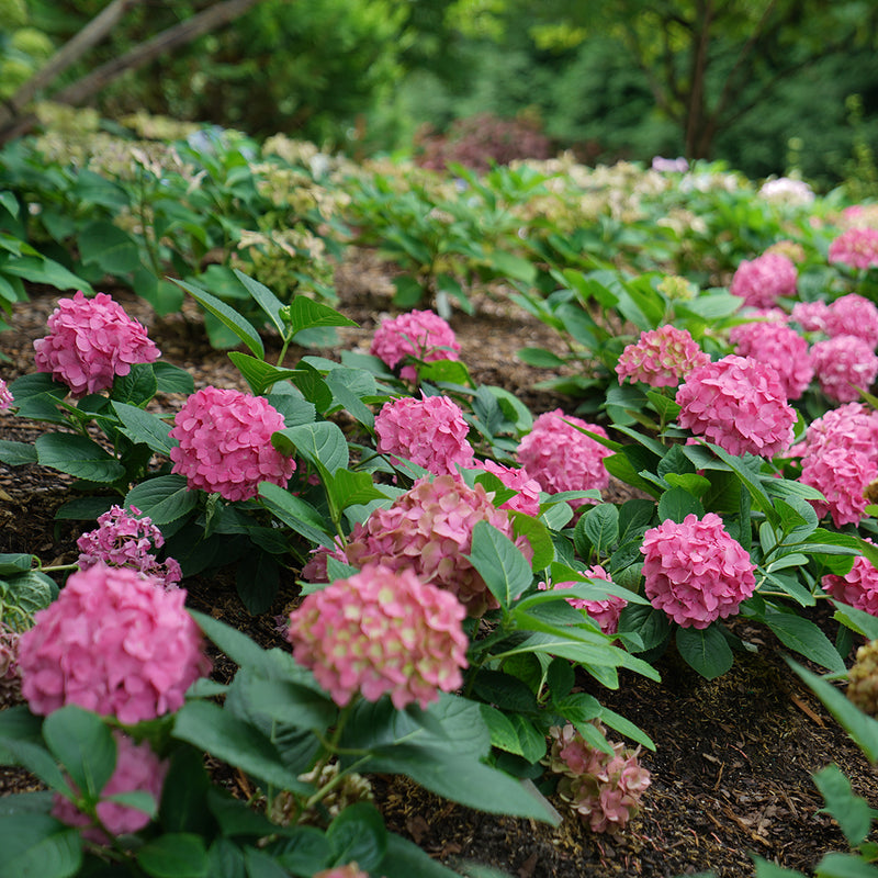 Hydrangea - 'Let's Dance ¡Arriba!' Big Leaf Hydrangea