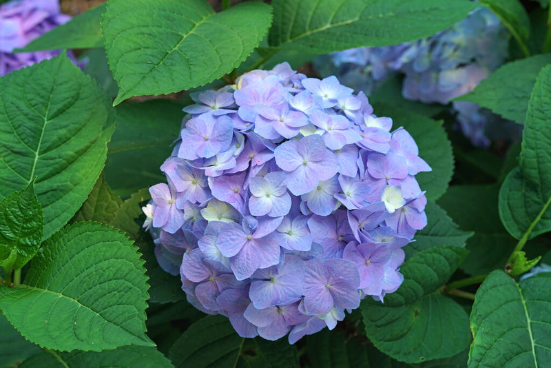 Hydrangea - 'Let's Dance Sky View' Big Leaf Hydrangea